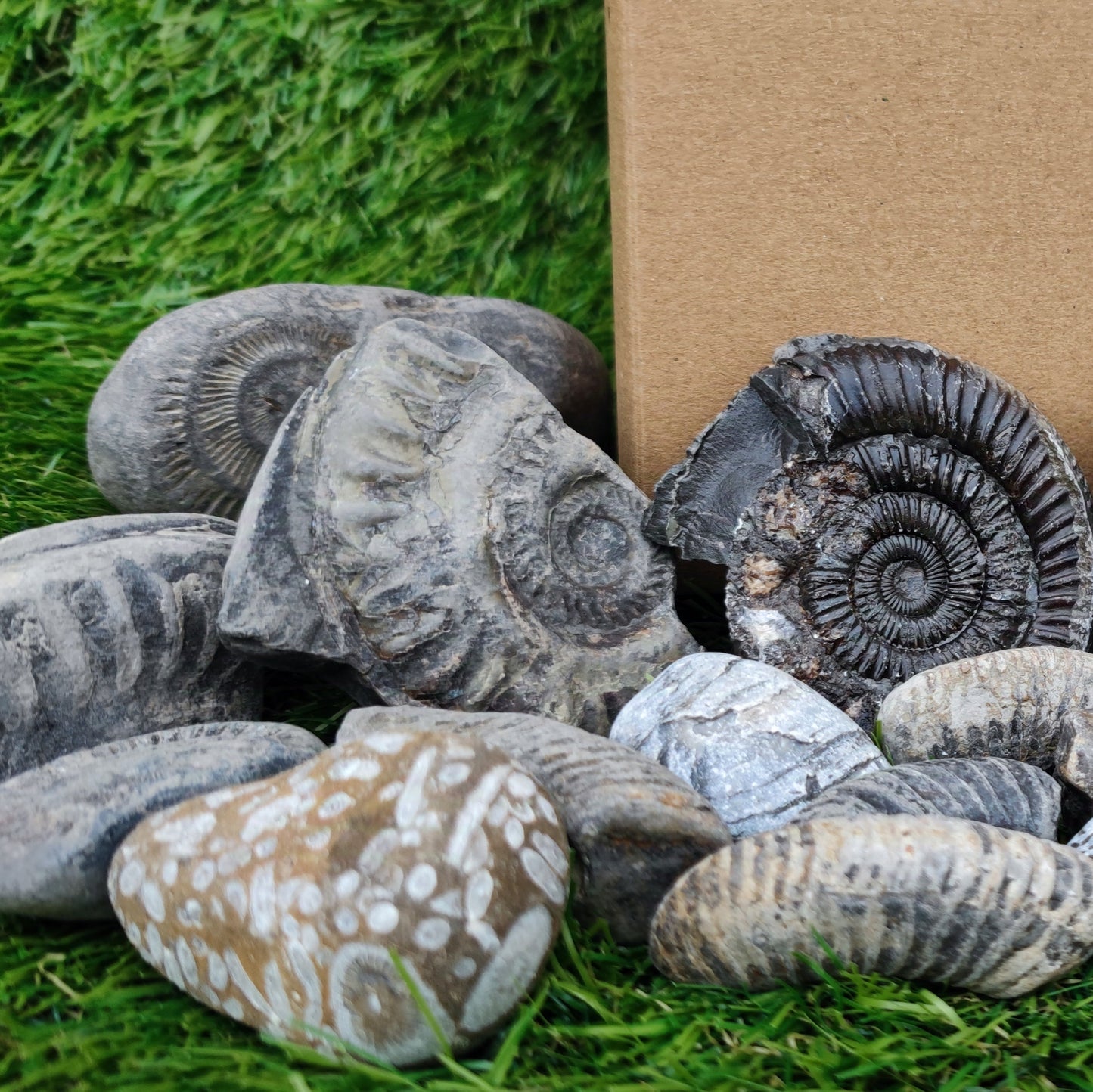 Childrens Fossil Mystery Box