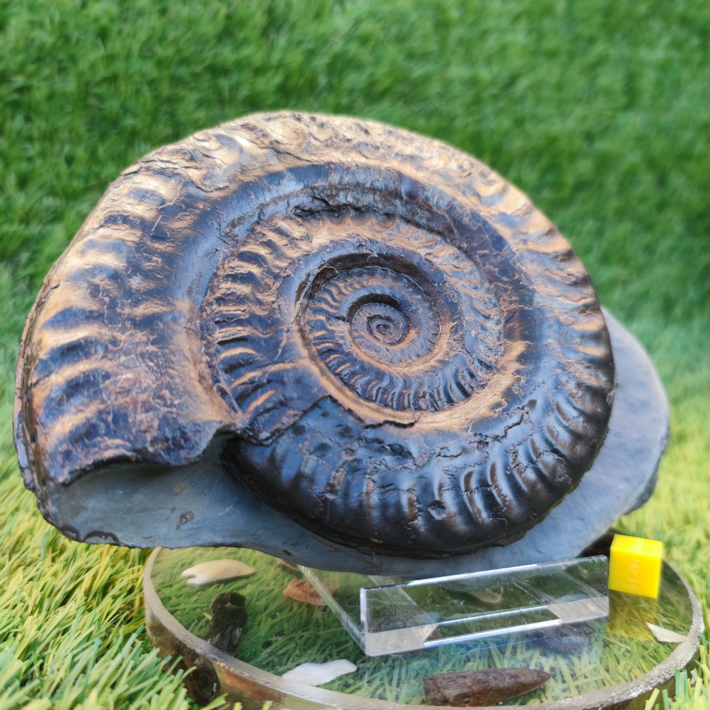 Hildoceras ammonite with free stand