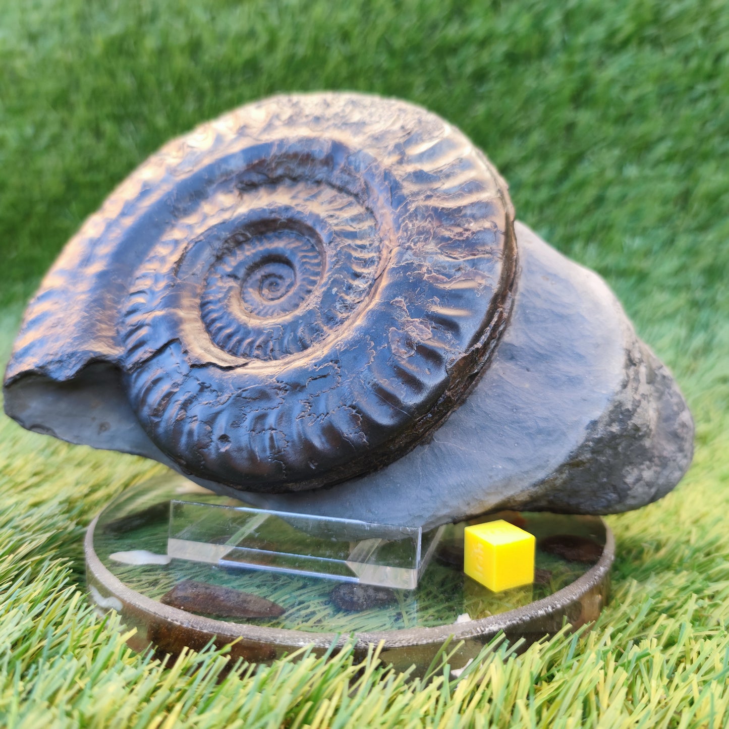 Hildoceras ammonite with free stand