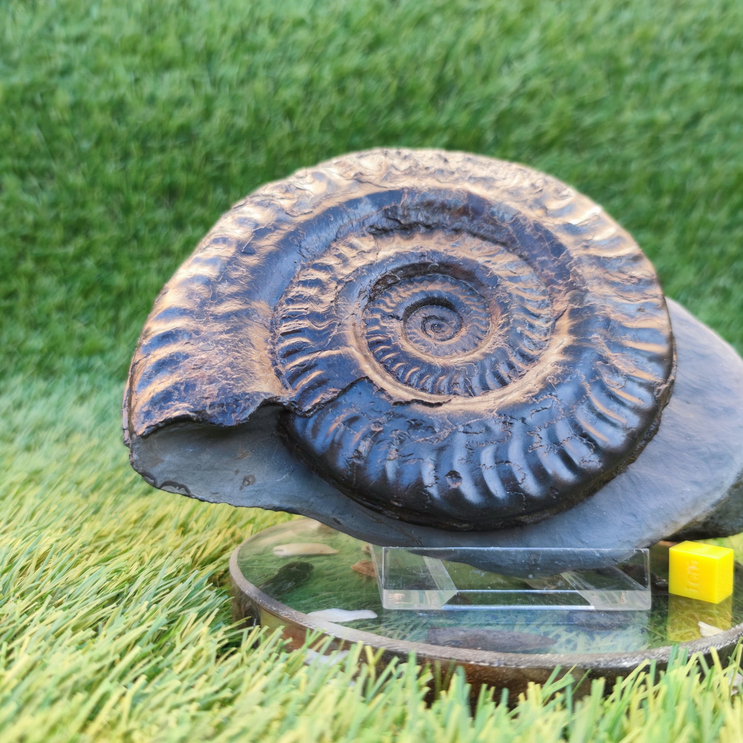 Hildoceras ammonite with free stand