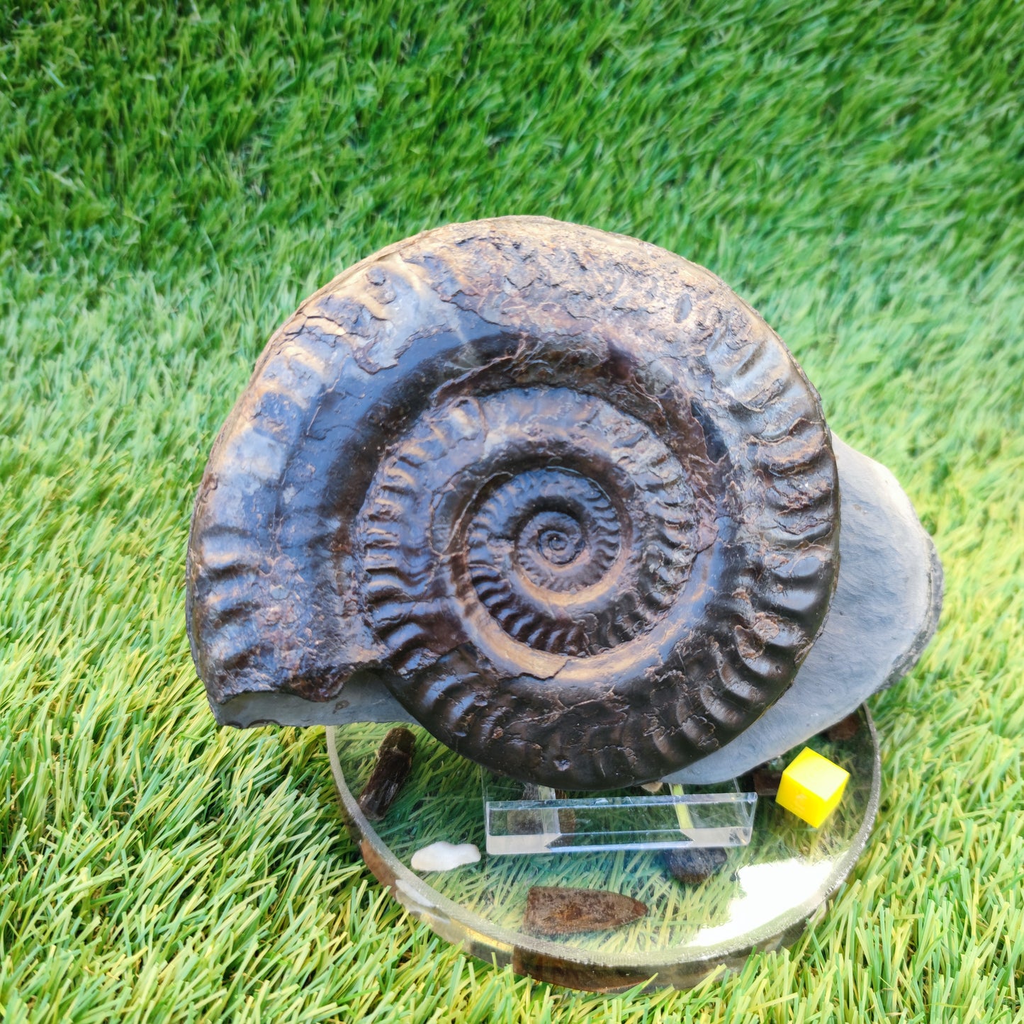 Hildoceras ammonite with free stand