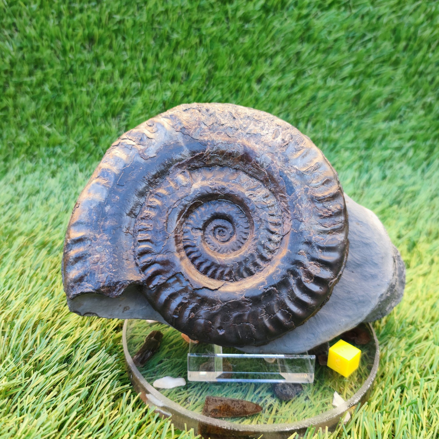 Hildoceras ammonite with free stand