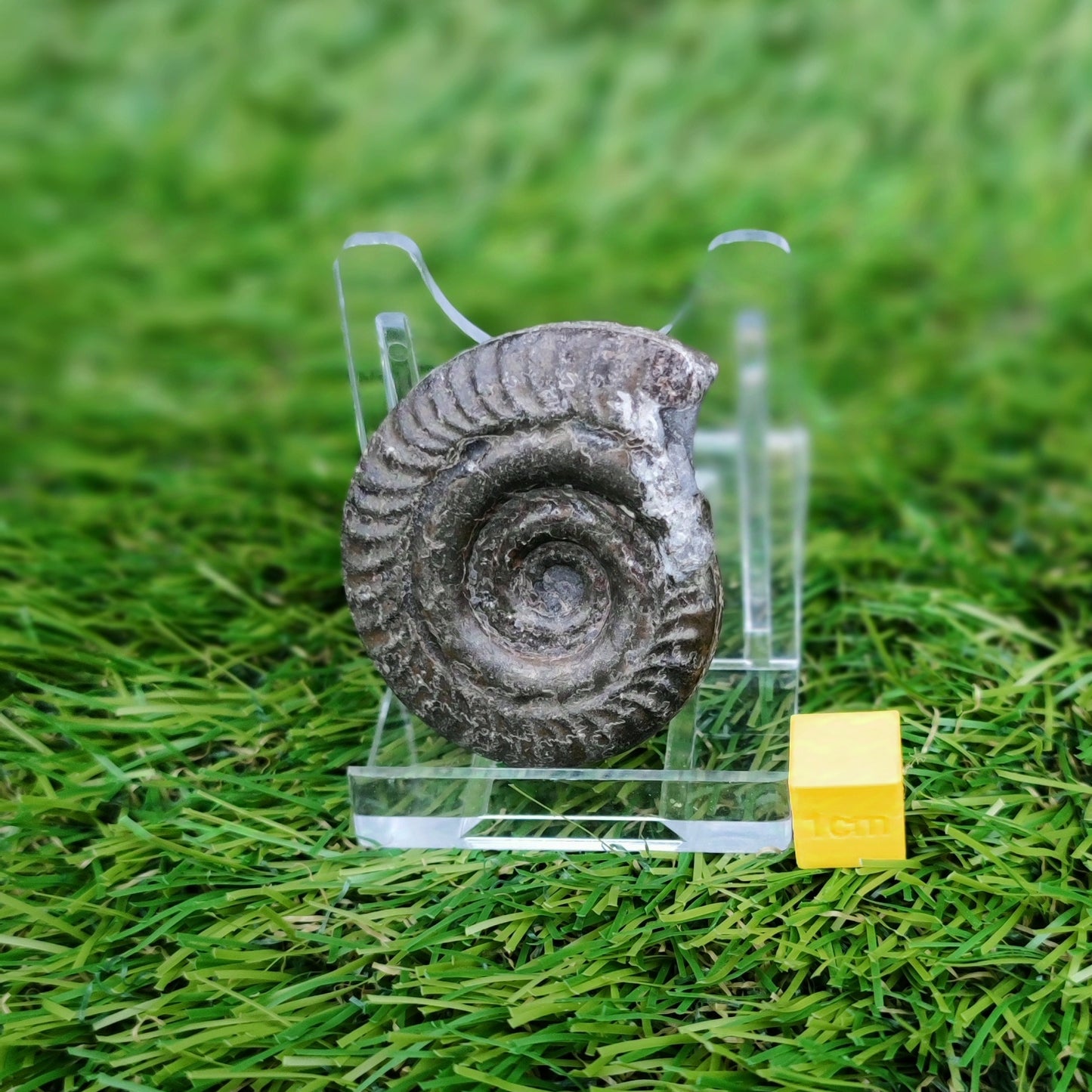 Hildoceras ammonite