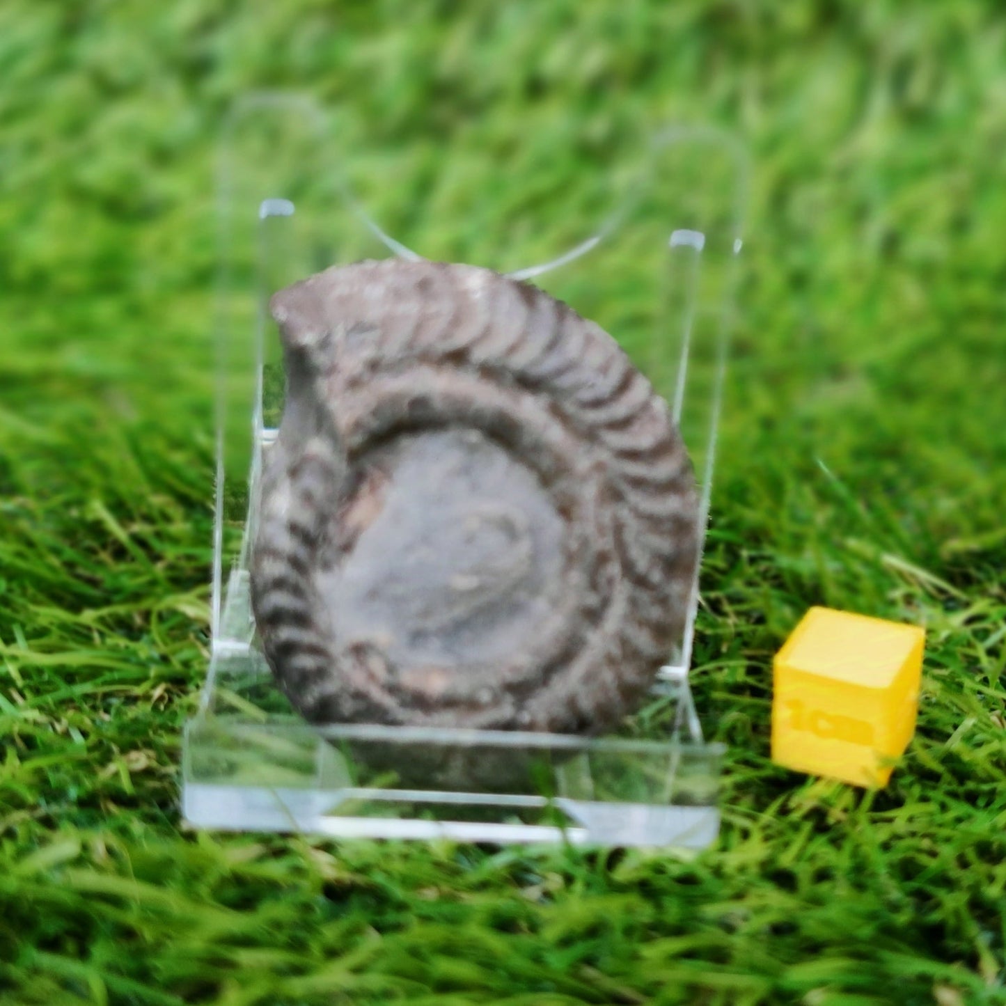 Hildoceras ammonite