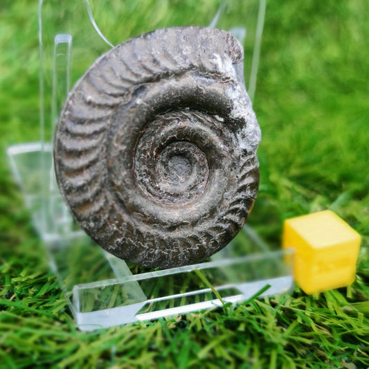 Hildoceras ammonite