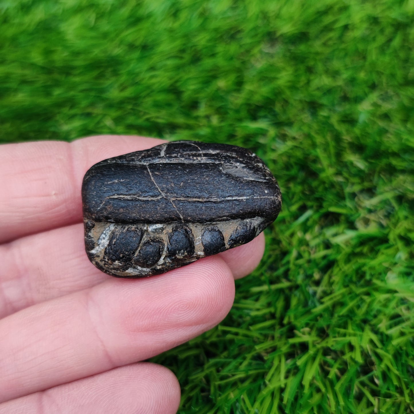 Piece of ichthyosaur jaw bone with teeth