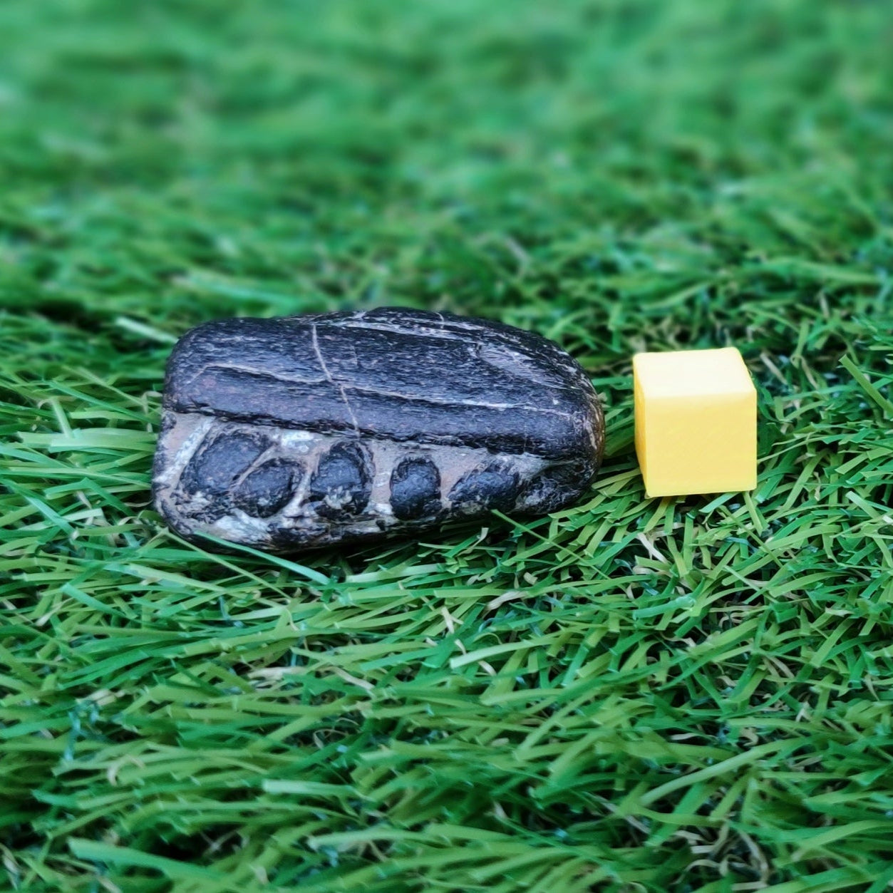 Piece of ichthyosaur jaw bone with teeth