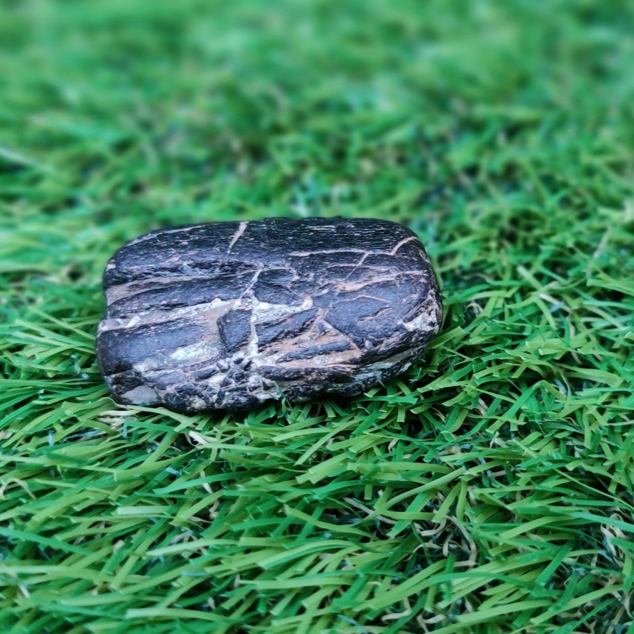 Piece of ichthyosaur jaw bone with teeth