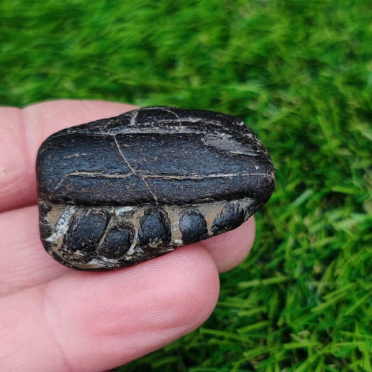 Piece of ichthyosaur jaw bone with teeth