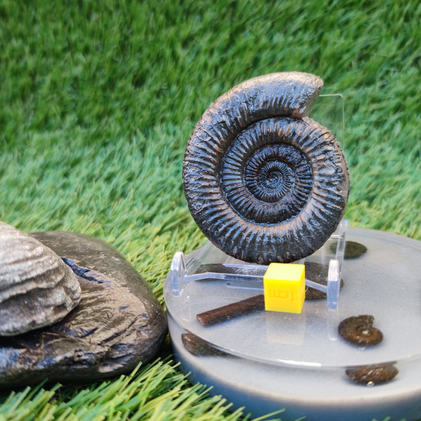 Jurassic coast fossil trio