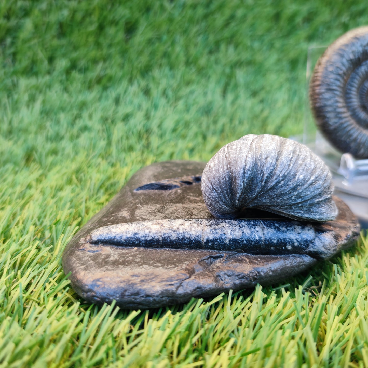 Jurassic coast fossil trio