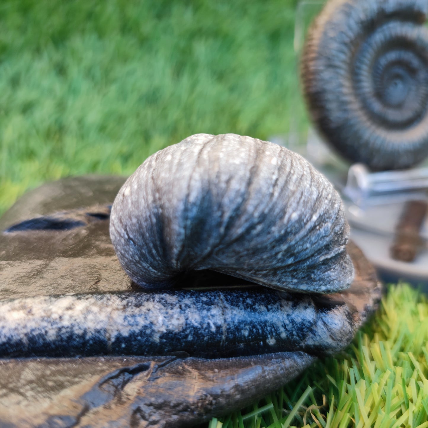 Jurassic coast fossil trio