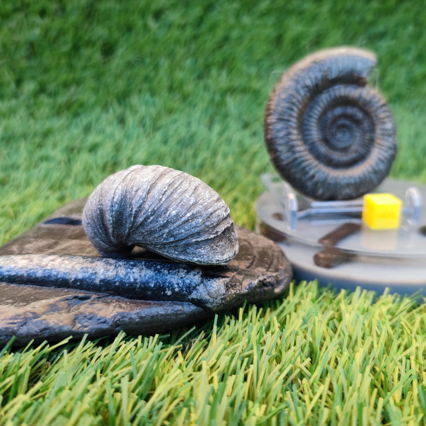 Jurassic coast fossil trio