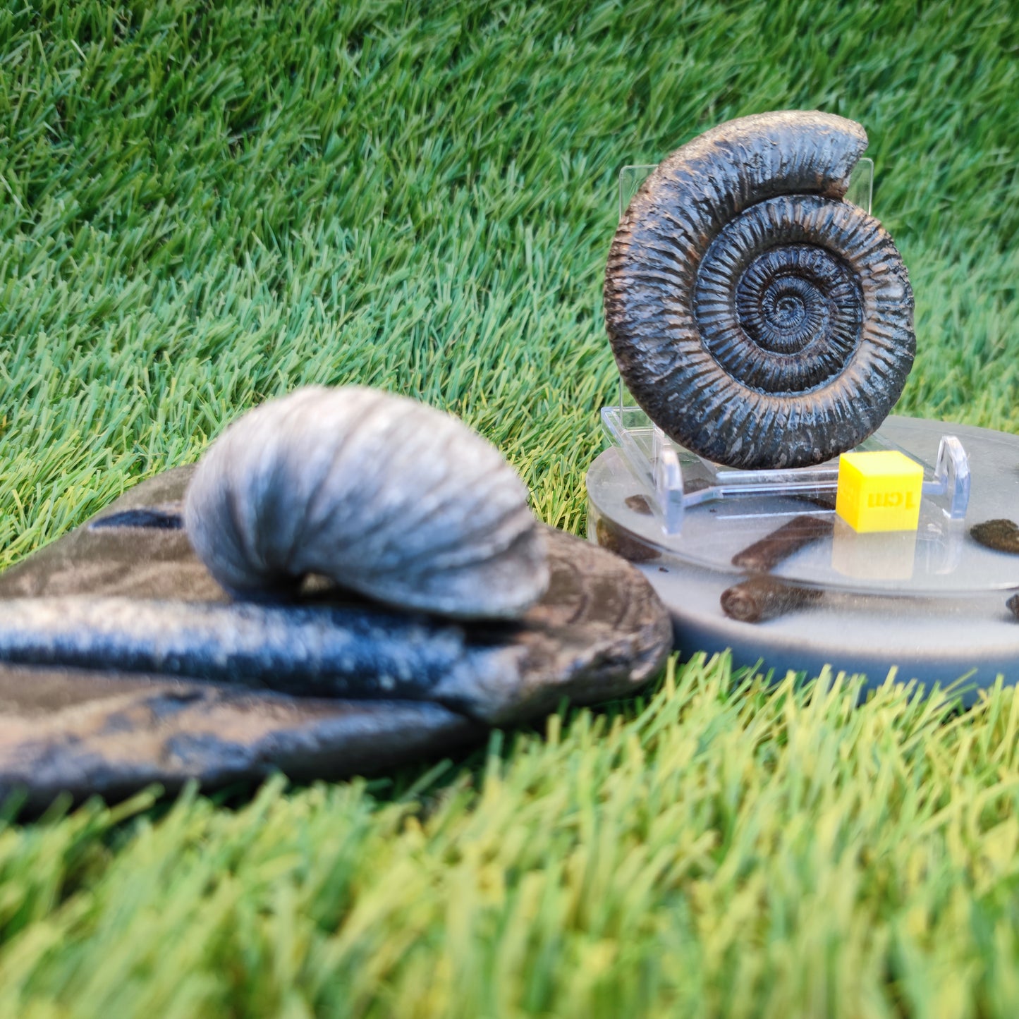 Jurassic coast fossil trio