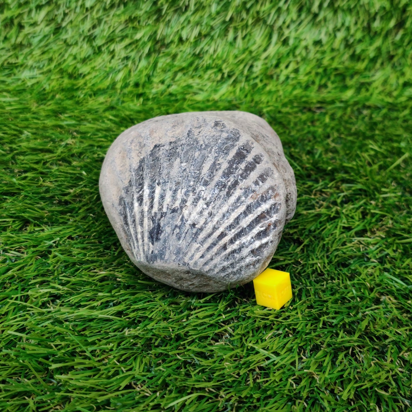 Scallop fossil