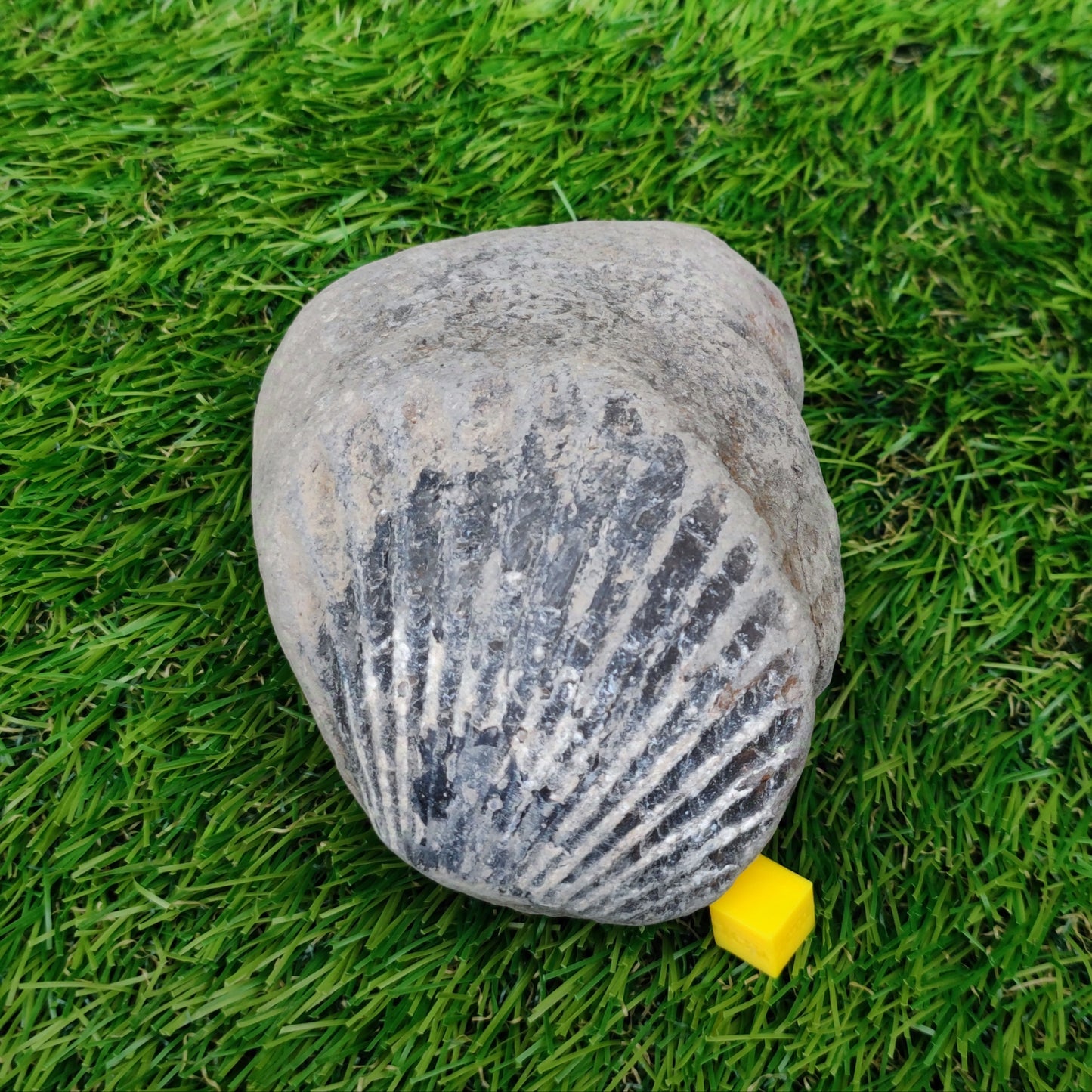 Scallop fossil