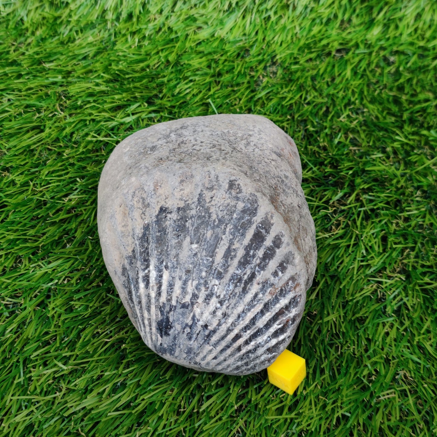 Scallop fossil