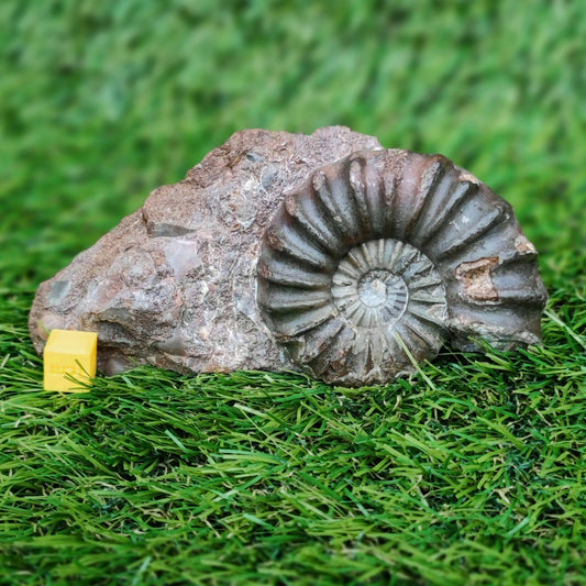 Scunthorpe Aegastoceras saggitarium ammonite