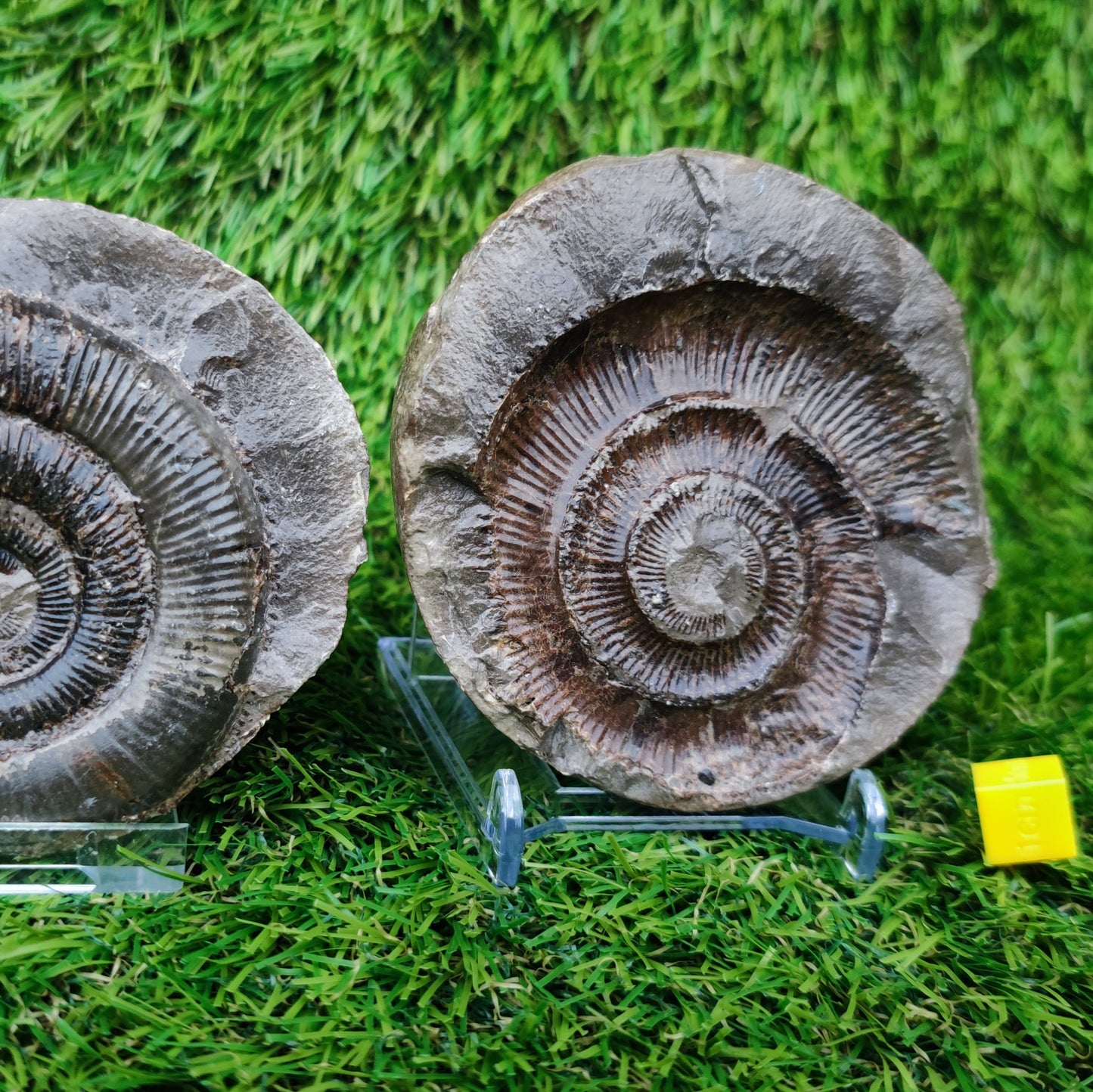 Ammonite split pair