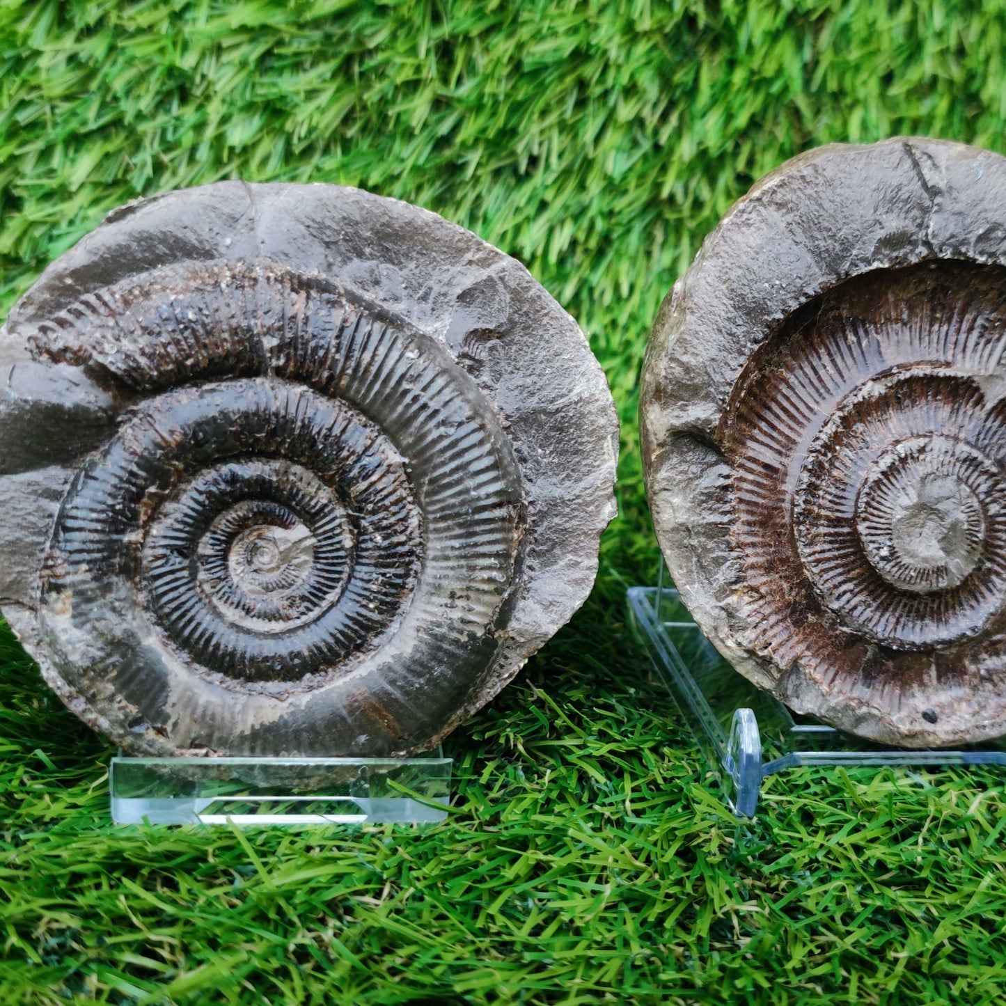 Ammonite split pair