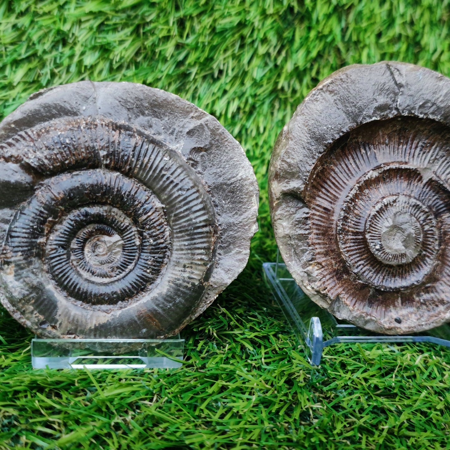 Ammonite split pair