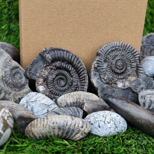 Childrens Fossil Mystery Box